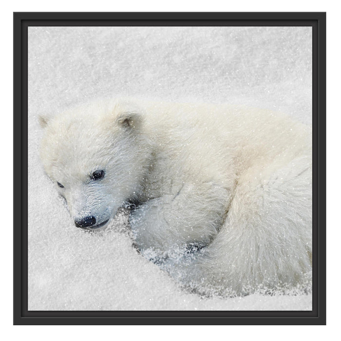 Eisbär im Schnee Schattenfugenrahmen Quadratisch 55x55