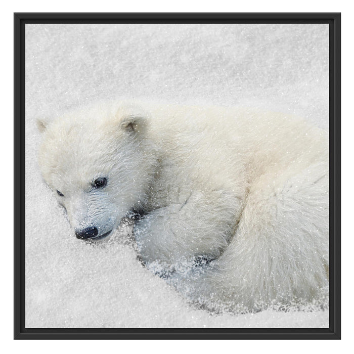 Eisbär im Schnee Schattenfugenrahmen Quadratisch 70x70