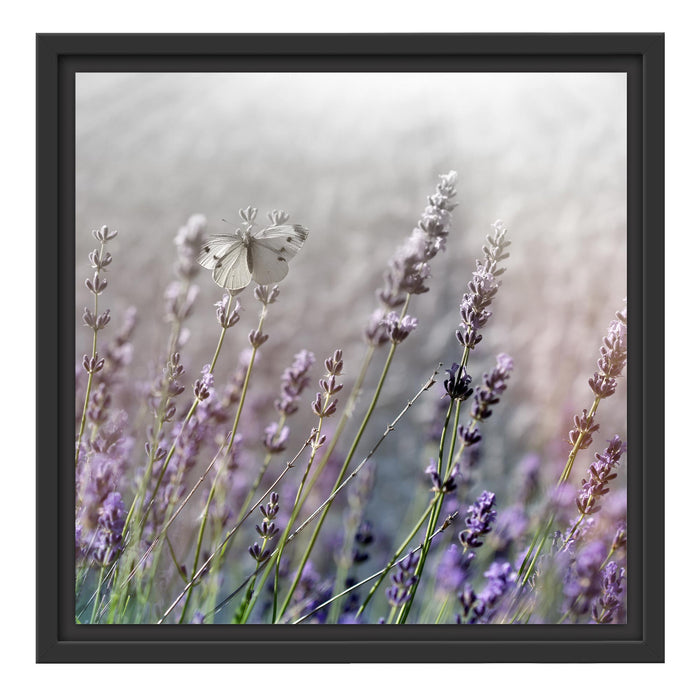Schmetterlinge auf Lavendelblumen Schattenfugenrahmen Quadratisch 40x40