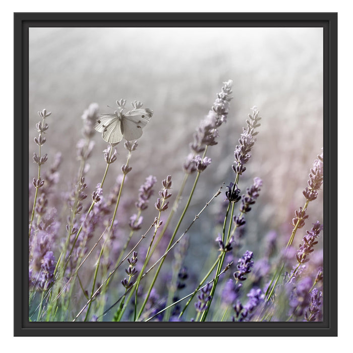 Schmetterlinge auf Lavendelblumen Schattenfugenrahmen Quadratisch 55x55