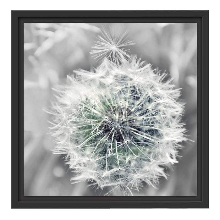 Löwenzahn Nahaufnahme B&W Schattenfugenrahmen Quadratisch 40x40