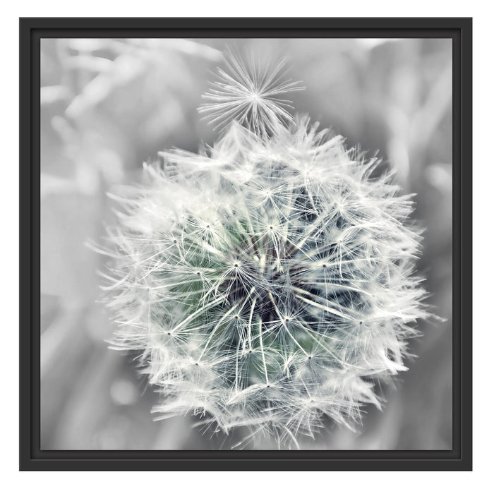 Löwenzahn Nahaufnahme B&W Schattenfugenrahmen Quadratisch 55x55