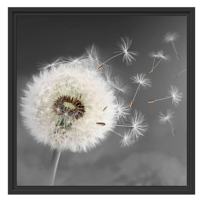 Löwenzahn Samen Schattenfugenrahmen Quadratisch 55x55