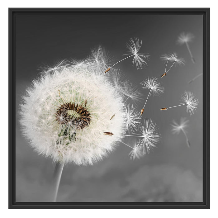 Löwenzahn Samen Schattenfugenrahmen Quadratisch 70x70