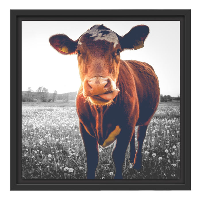 Kuh auf Butterblumenwiese B&W Schattenfugenrahmen Quadratisch 40x40