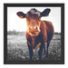 Kuh auf Butterblumenwiese B&W Schattenfugenrahmen Quadratisch 40x40