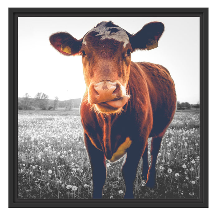 Kuh auf Butterblumenwiese B&W Schattenfugenrahmen Quadratisch 55x55