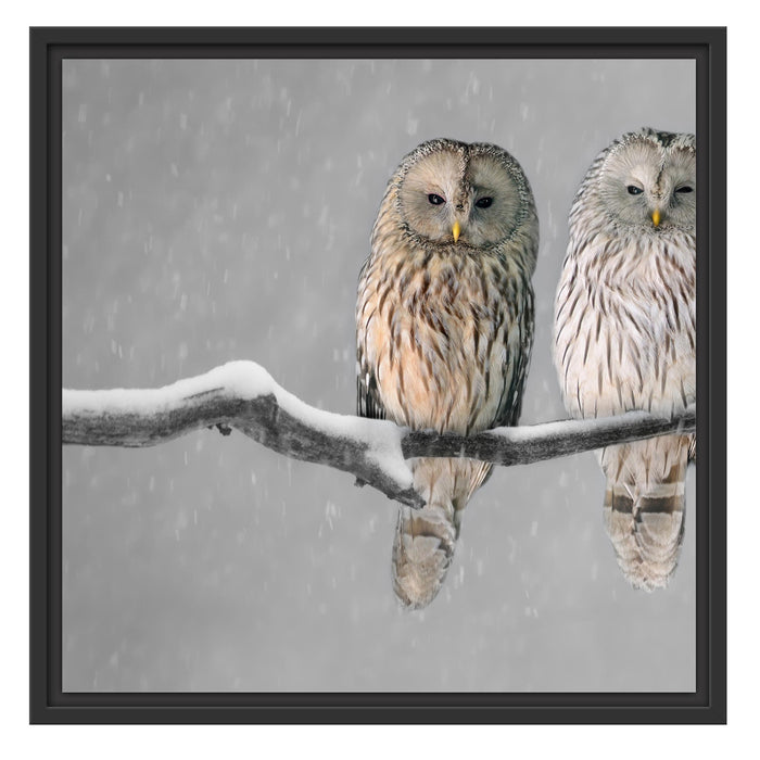 Zwei Eulen in Winterlandschaft Schattenfugenrahmen Quadratisch 55x55