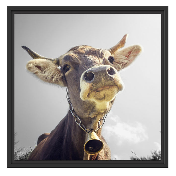 Lustiges Portrait einer Kuh B&W Schattenfugenrahmen Quadratisch 55x55