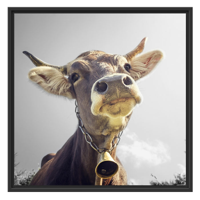 Lustiges Portrait einer Kuh B&W Schattenfugenrahmen Quadratisch 70x70