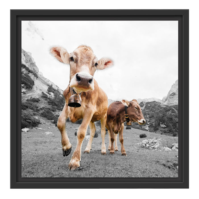 Almkuh auf der Weide Schattenfugenrahmen Quadratisch 40x40