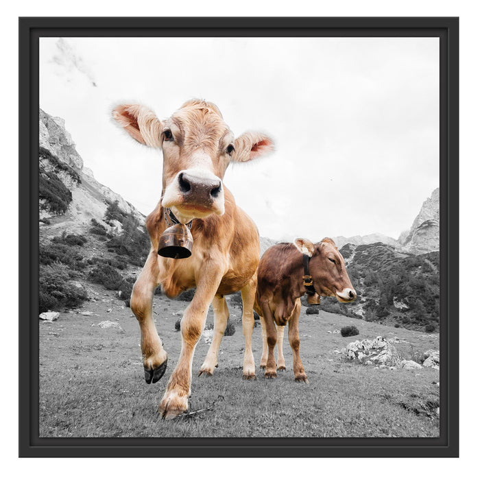Almkuh auf der Weide Schattenfugenrahmen Quadratisch 55x55