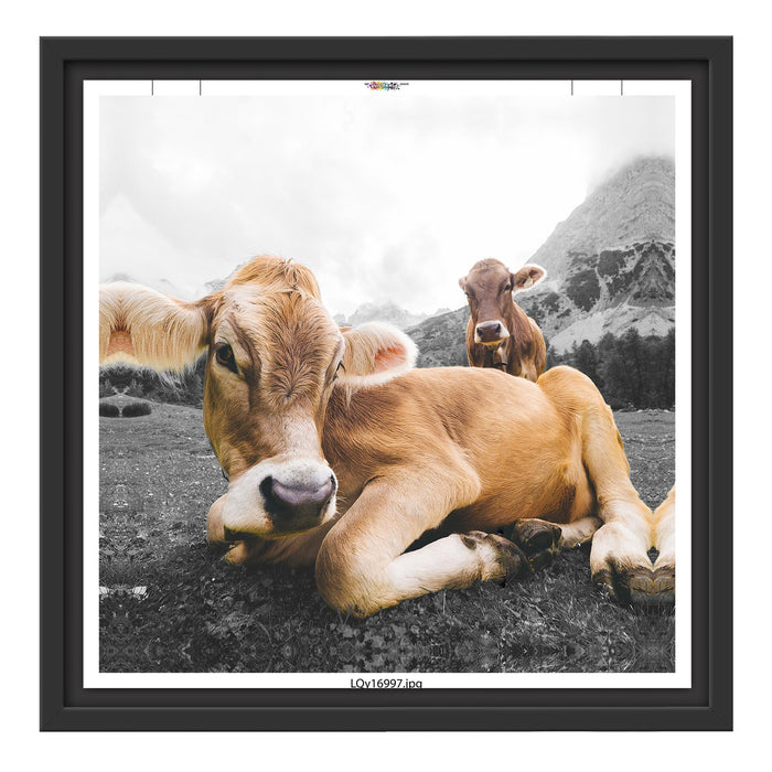 Almkuh in den Bergen Schattenfugenrahmen Quadratisch 40x40