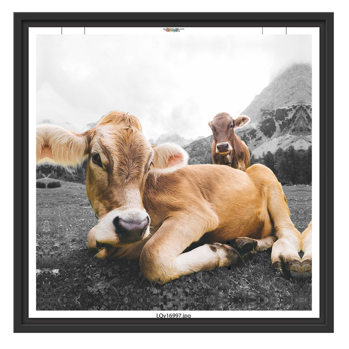 Almkuh in den Bergen Schattenfugenrahmen Quadratisch 55x55