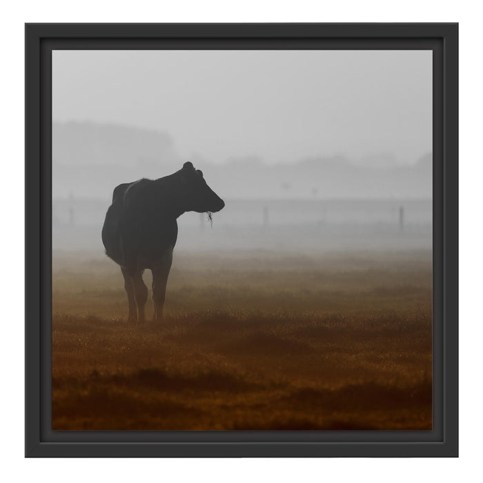 eine fressende Kuh auf der Weide Schattenfugenrahmen Quadratisch 40x40