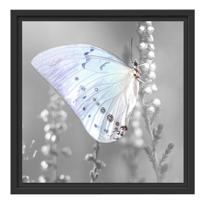 Schmetterling auf Blütenknospen Schattenfugenrahmen Quadratisch 40x40