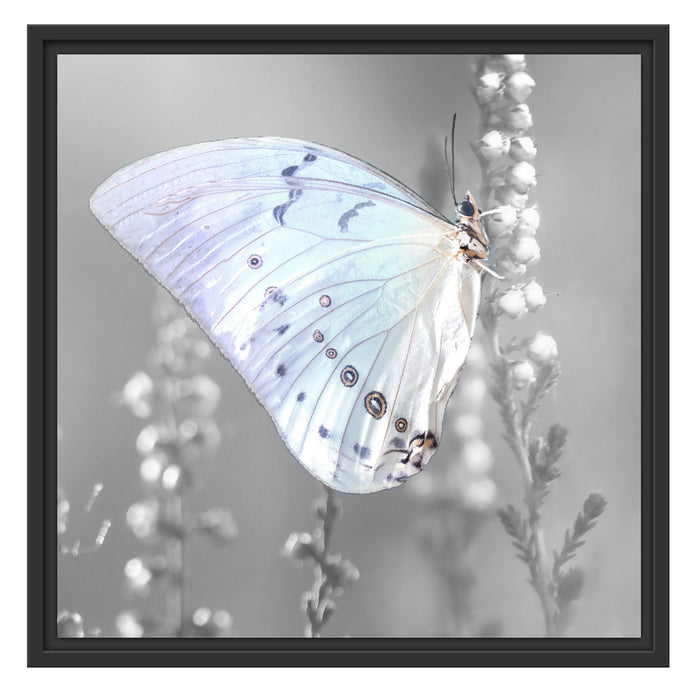 Schmetterling auf Blütenknospen Schattenfugenrahmen Quadratisch 55x55