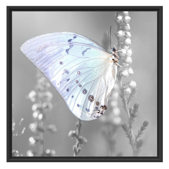 Schmetterling auf Blütenknospen Schattenfugenrahmen Quadratisch 70x70