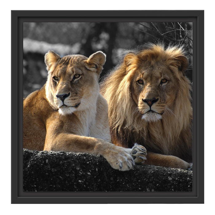 interessiertes Löwenpaar Schattenfugenrahmen Quadratisch 40x40