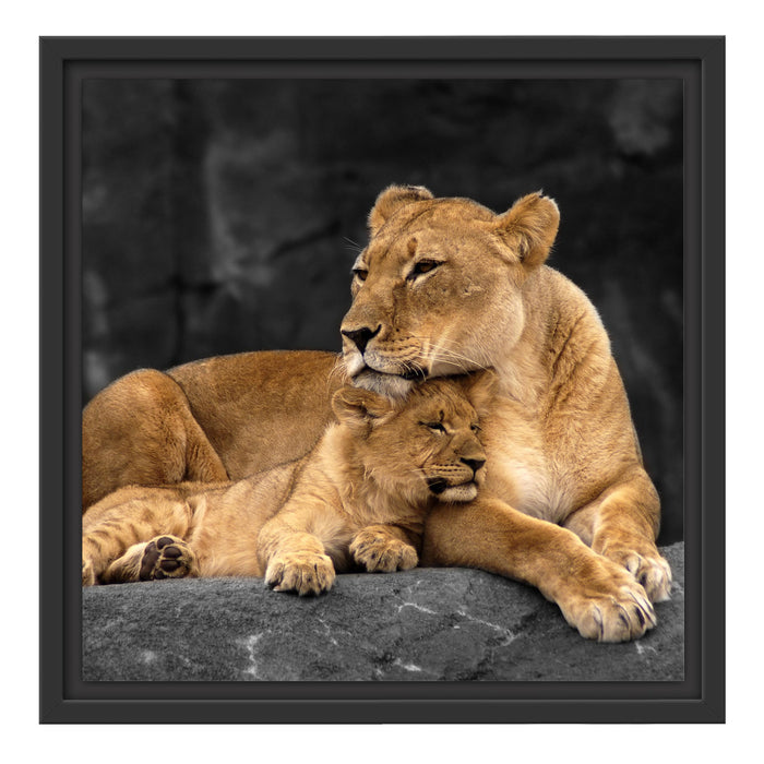 Löwe Löwenjungen Schattenfugenrahmen Quadratisch 40x40