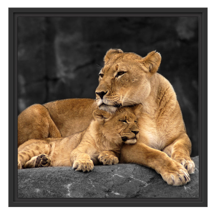Löwe Löwenjungen Schattenfugenrahmen Quadratisch 55x55