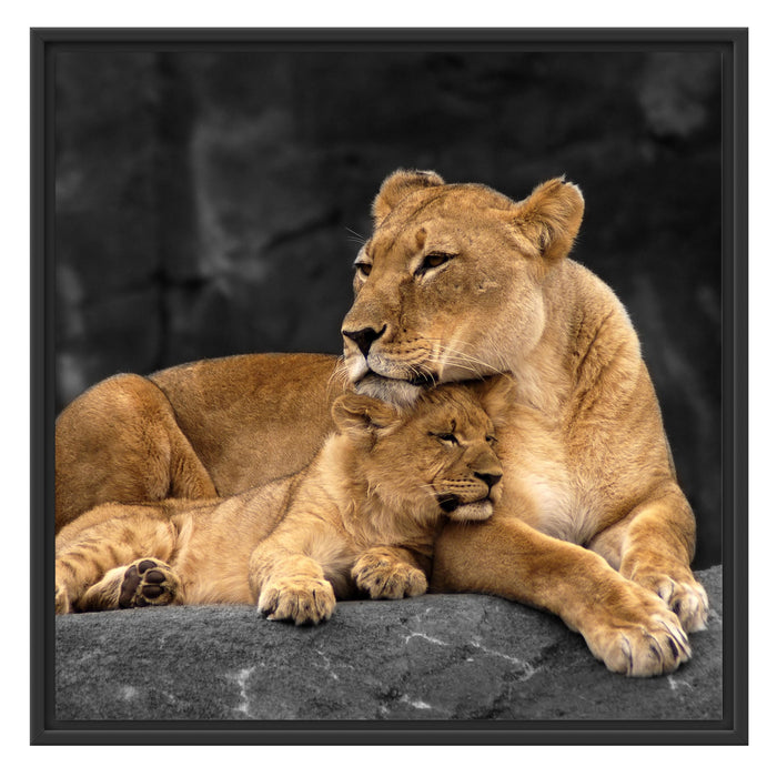 Löwe Löwenjungen Schattenfugenrahmen Quadratisch 70x70