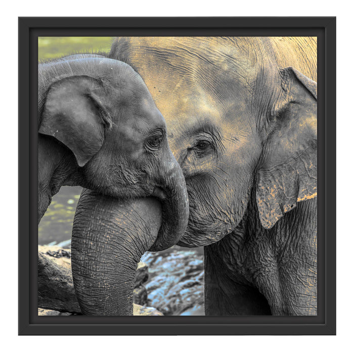 Elefantenmutter mit Kalb Schattenfugenrahmen Quadratisch 40x40