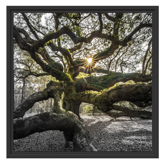 gigantisch verzweigter Baum Schattenfugenrahmen Quadratisch 55x55