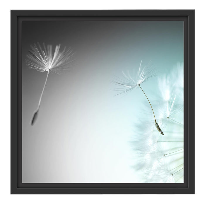 Löwenzahn Pusteblume B&W Schattenfugenrahmen Quadratisch 40x40