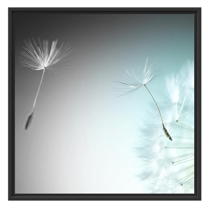 Löwenzahn Pusteblume B&W Schattenfugenrahmen Quadratisch 70x70