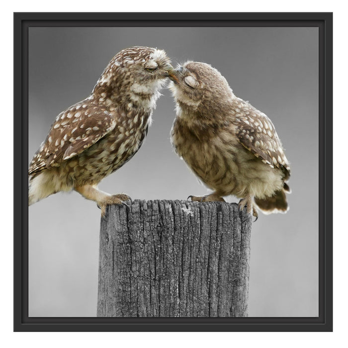 Küssende Eulen Schattenfugenrahmen Quadratisch 55x55