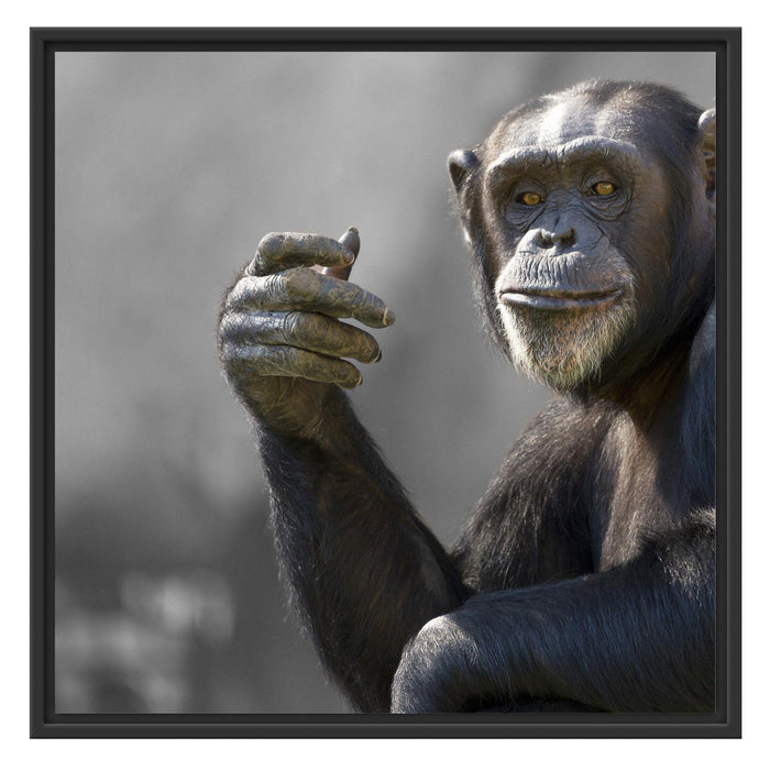Aufmerksamer Schimpanse Schattenfugenrahmen Quadratisch 70x70