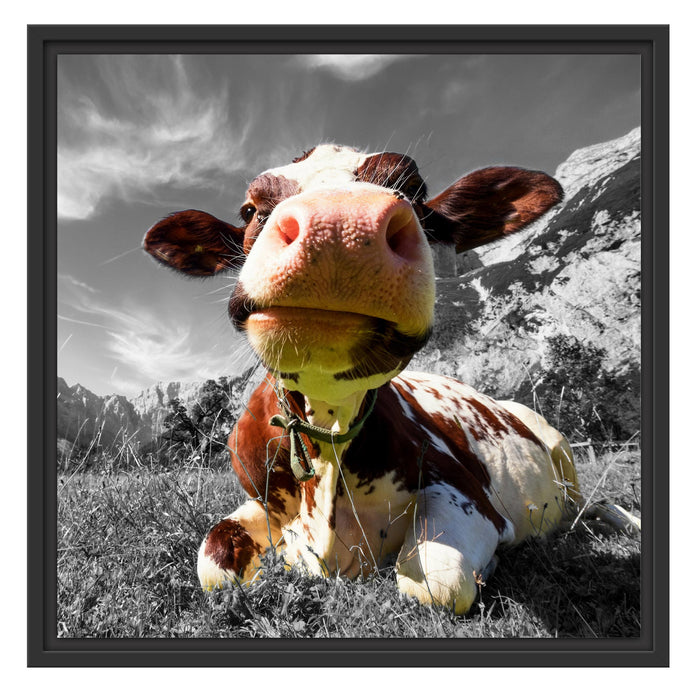 Kuh im Karwendelgebirge Schattenfugenrahmen Quadratisch 55x55