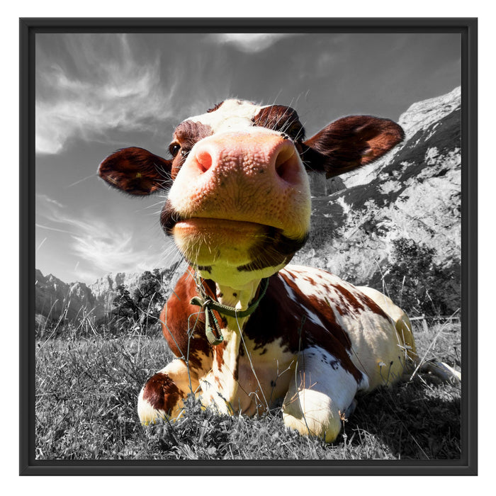 Kuh im Karwendelgebirge Schattenfugenrahmen Quadratisch 70x70