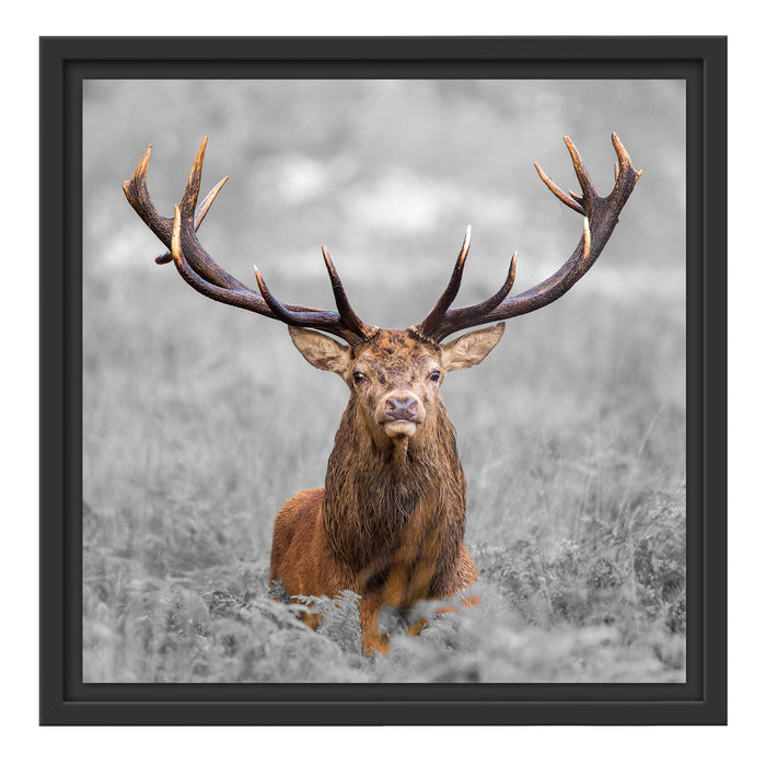 Großer Hirsch im Feld B&W Schattenfugenrahmen Quadratisch 40x40