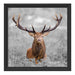 Großer Hirsch im Feld B&W Schattenfugenrahmen Quadratisch 40x40
