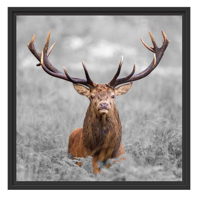 Großer Hirsch im Feld B&W Schattenfugenrahmen Quadratisch 55x55