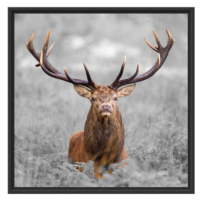 Großer Hirsch im Feld B&W Schattenfugenrahmen Quadratisch 70x70