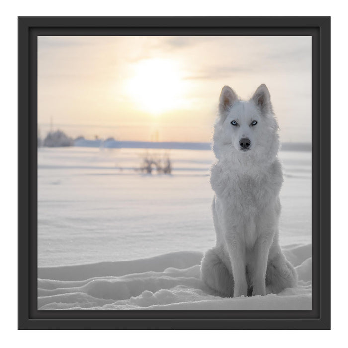 Weißer Wolf im Schnee Schattenfugenrahmen Quadratisch 40x40