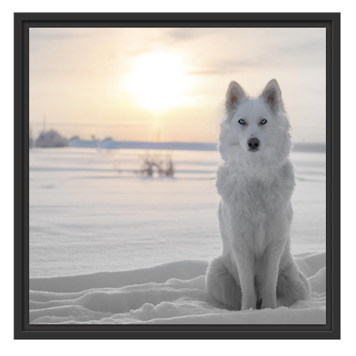 Weißer Wolf im Schnee Schattenfugenrahmen Quadratisch 55x55