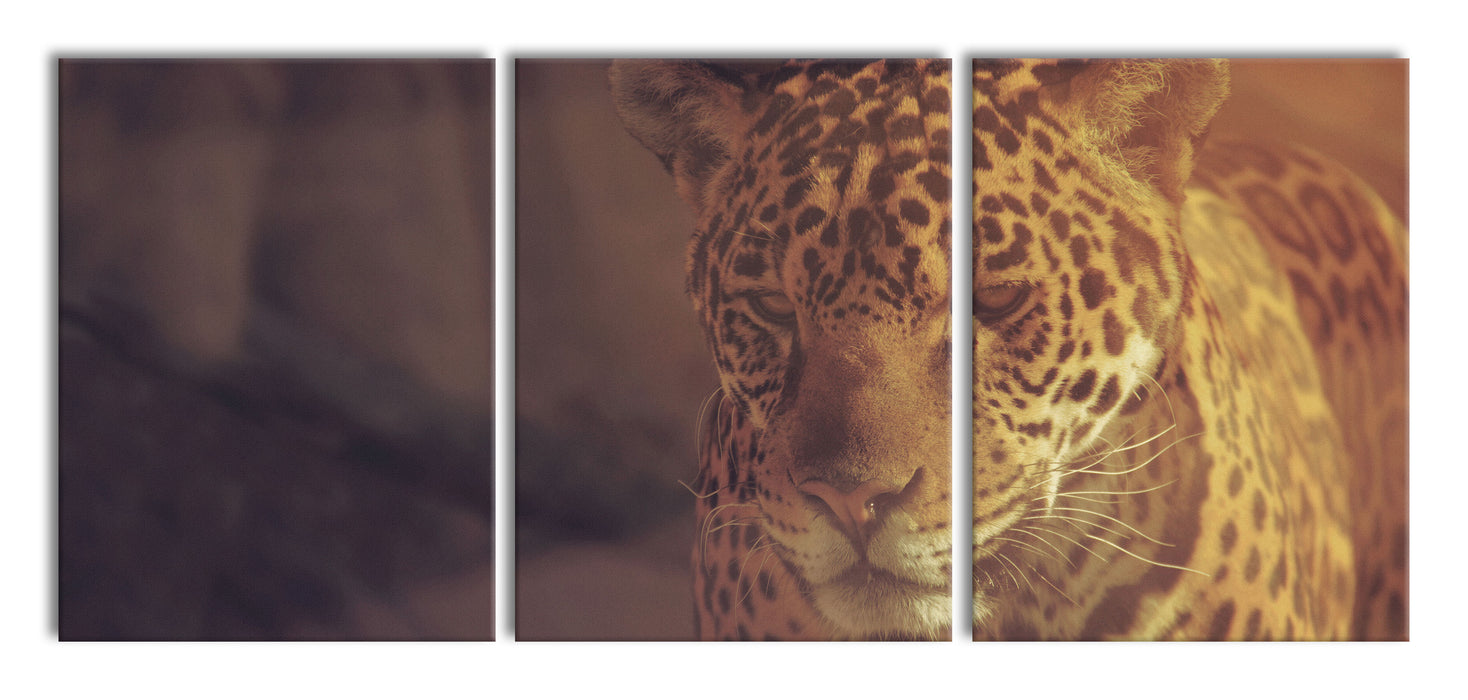 Anmutiger Leopard, XXL Leinwandbild als 3 Teiler