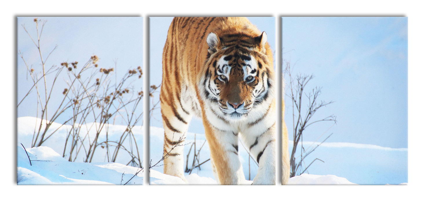 Stolzer Tiger im Schnee, XXL Leinwandbild als 3 Teiler