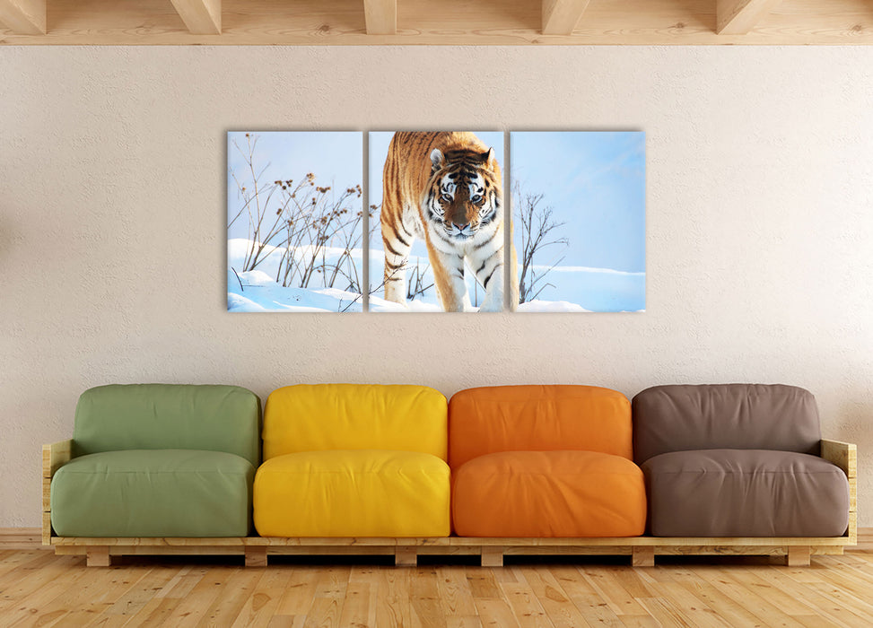 Stolzer Tiger im Schnee, XXL Leinwandbild als 3 Teiler
