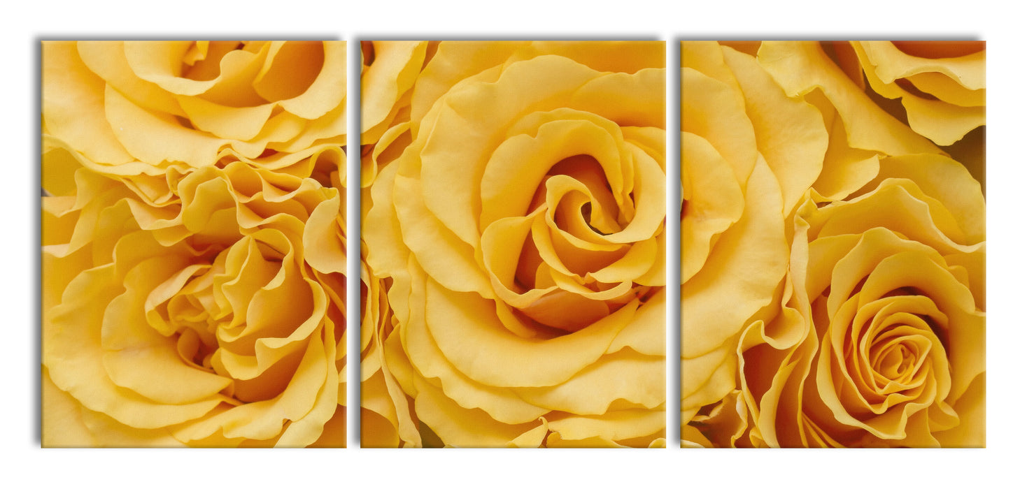 Wunderschöne gelbe Blüten, XXL Leinwandbild als 3 Teiler