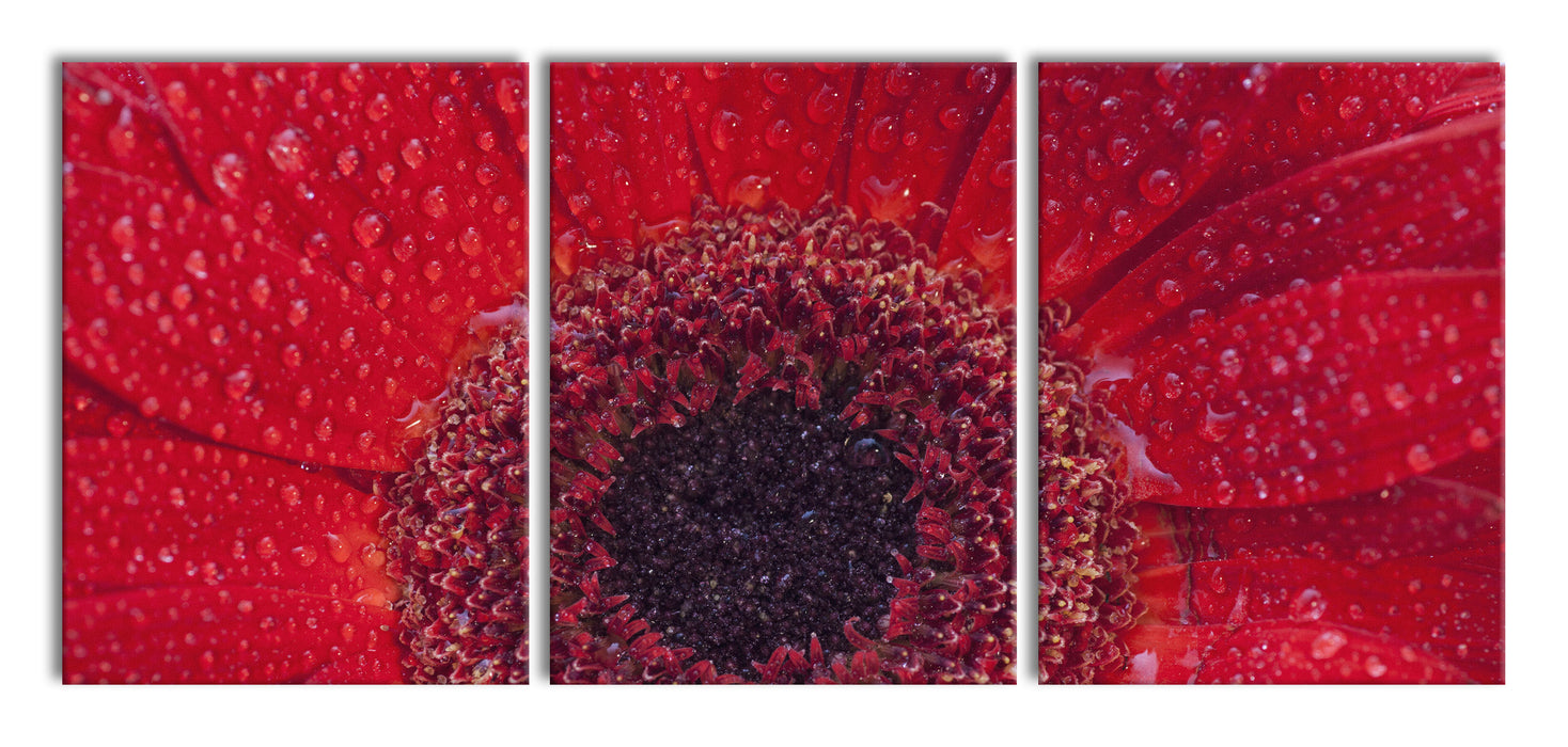 Wassertropfen auf roter Blüte, XXL Leinwandbild als 3 Teiler