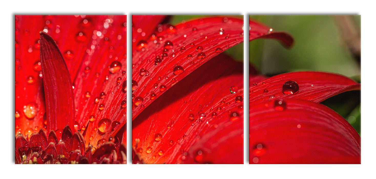 Tautropfen auf roter Blume, XXL Leinwandbild als 3 Teiler