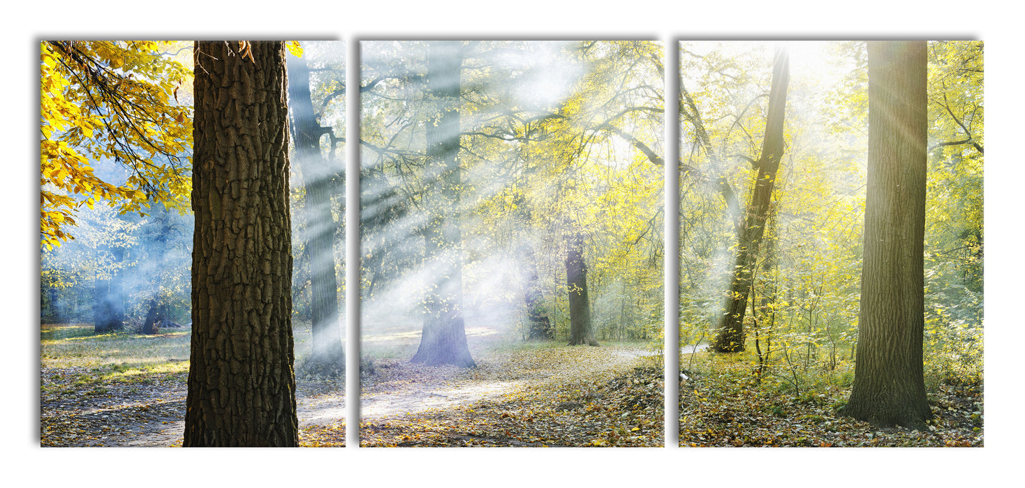 Sonnenstrahlen im Wald, XXL Leinwandbild als 3 Teiler