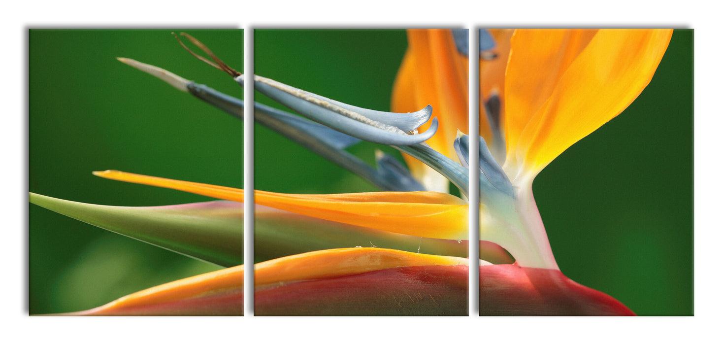 Tropische Blume, XXL Leinwandbild als 3 Teiler