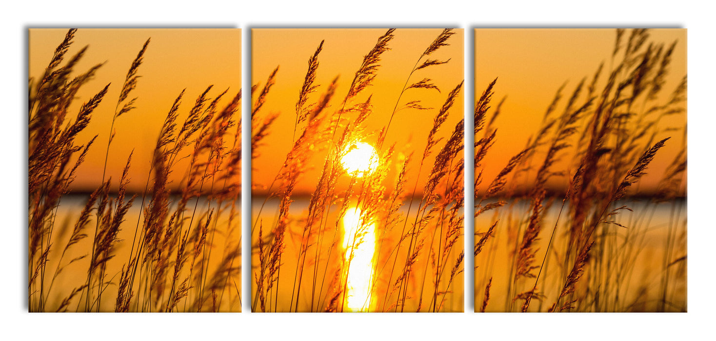 Sonne zwischen Gräsern, XXL Leinwandbild als 3 Teiler