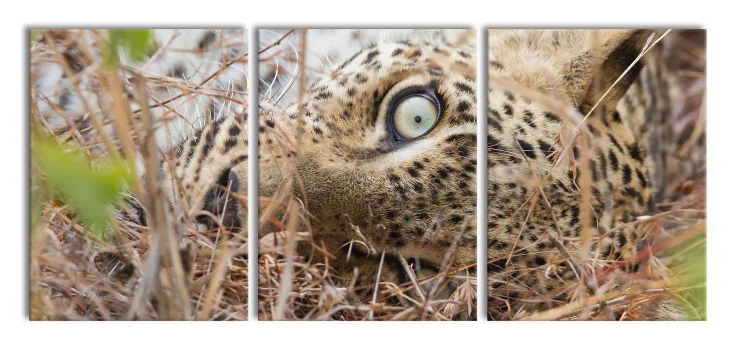 Leopard, XXL Leinwandbild als 3 Teiler
